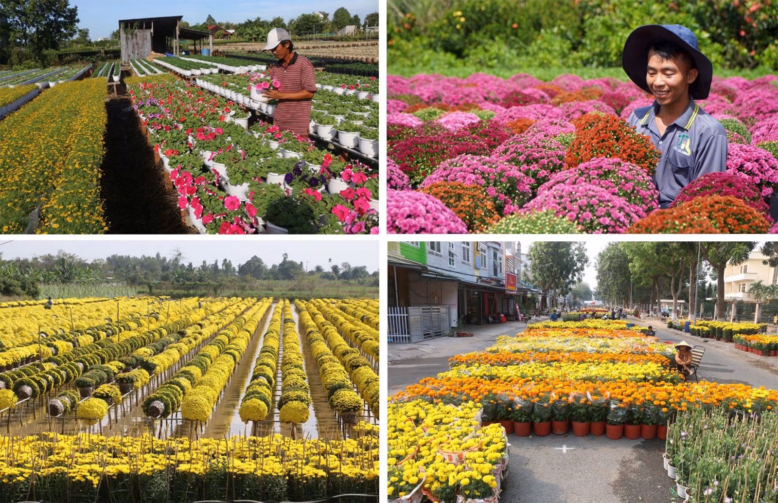 Làng hoa Sa Đéc (tỉnh Đồng Tháp) nơi được mệnh danh là “thủ phủ” hoa, kiểng của miền Tây Nam Bộ.