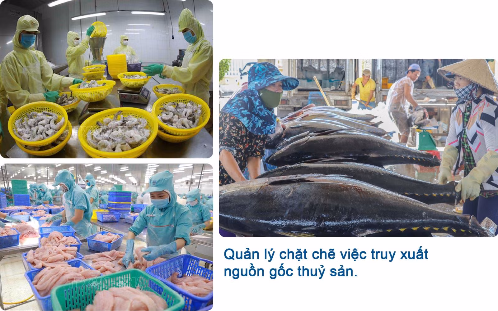 Nước rút gỡ 'thẻ vàng' IUU ảnh 8