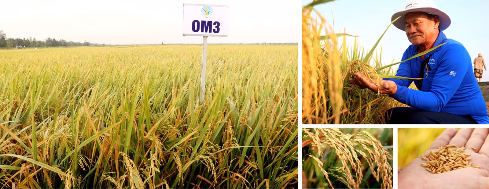 Viện Lúa Đồng bằng sông Cửu Long giới thiệu 20 giống lúa (thuộc 4 nhóm giống lúa) với những đặc tính vượt trội, trong vụ Đông Xuân 2023 - 2024.
