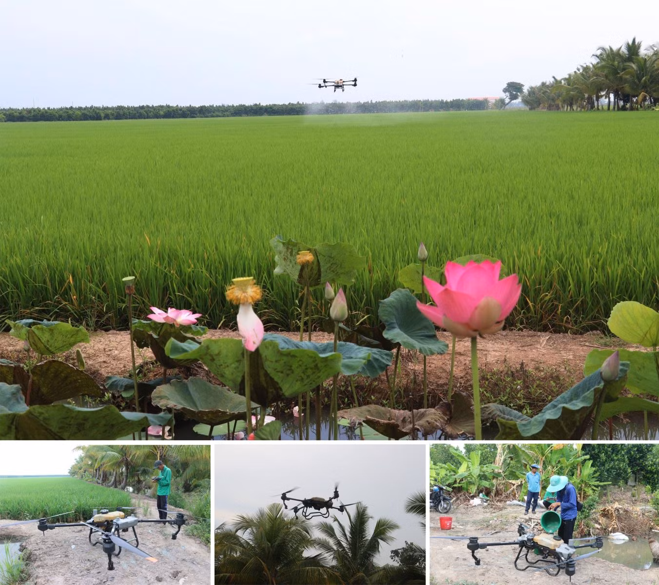 Nông dân sử dụng thiết bị bay không người lái phun thuốc bảo vệ thực vật trên vùng Đồng Tháp Mười (Đồng Tháp).
