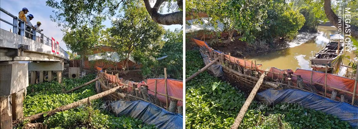 Trước ảnh hưởng của hạn kéo dài và mặn xâm nhập sâu, thời gian qua, người dân huyện Chợ Lách (Bến Tre) đã chủ động phối hợp cùng chính quyền địa phương đắp đập tạm để ngăn mặn cứu cây trồng.
