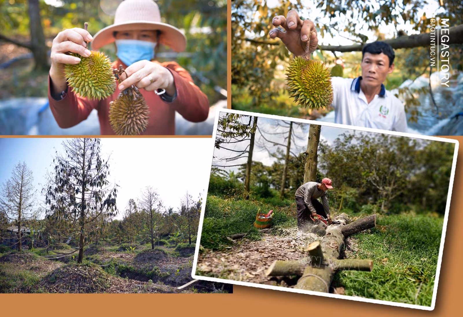 Là loại cây nhạy cảm với độ mặn nên đợt hạn, mặn vừa qua, cây sầu riêng ở Bến Tre, Tiền Giang bị ảnh hưởng nghiêm trọng. Hiện vẫn xảy ra hiện tượng chết cây khi đã bước vào mùa mưa. Vì vậy, nhiều nhà vườn phải đốn bỏ cây sầu riêng