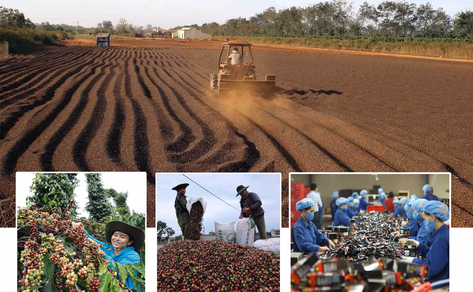 Ngày 16/9/2020, tại Gia Lai, lô cà phê đầu tiên của Việt Nam đã chính thức xuất khẩu sang thị trường EU theo Hiệp định thương mại tự do giữa Việt Nam và Liên minh châu Âu (EVFTA).