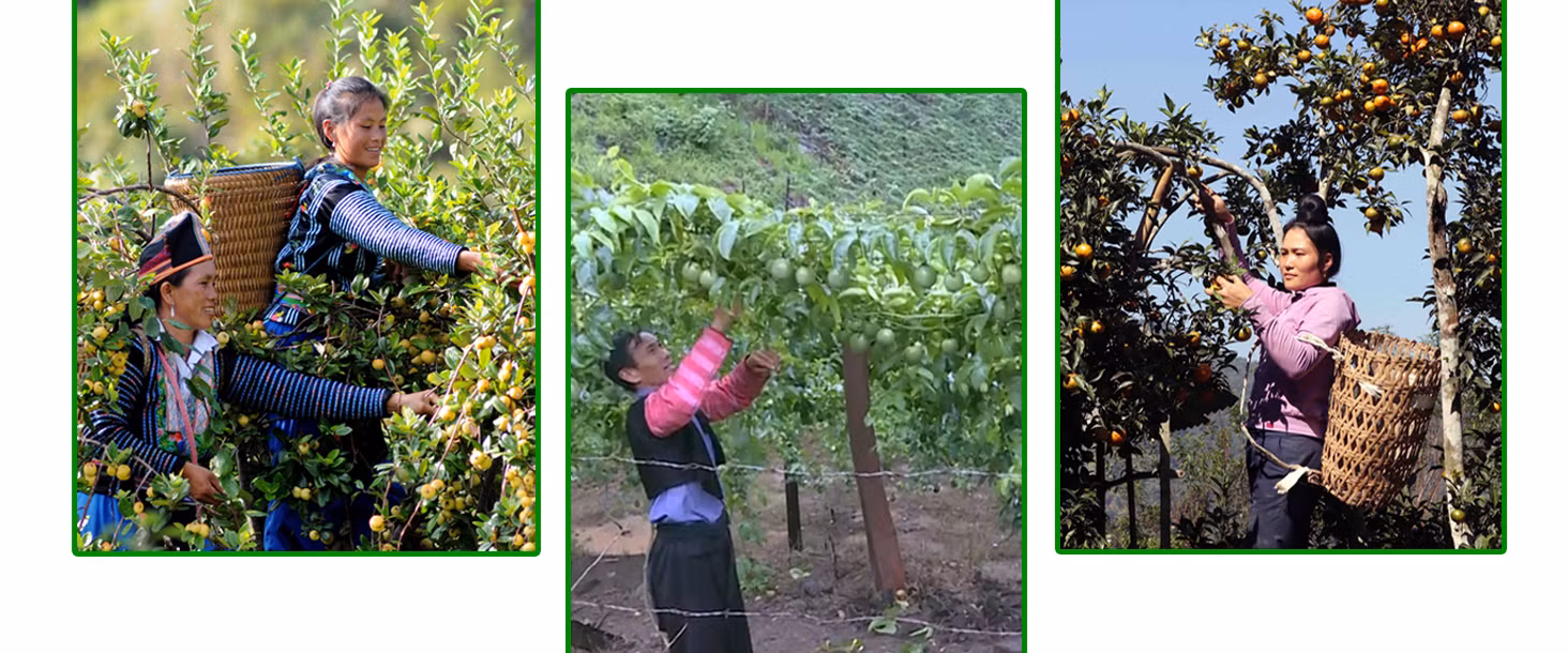 Trồng cây ăn quả mang lại kinh tế cao cho người dân đồng bào dân tộc.