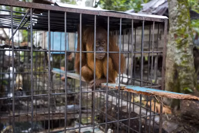 Sáng kiến #endwildlifecrime có mục tiêu loại trừ vĩnh viễn tội phạm đối với động vật hoang dã ảnh 1
