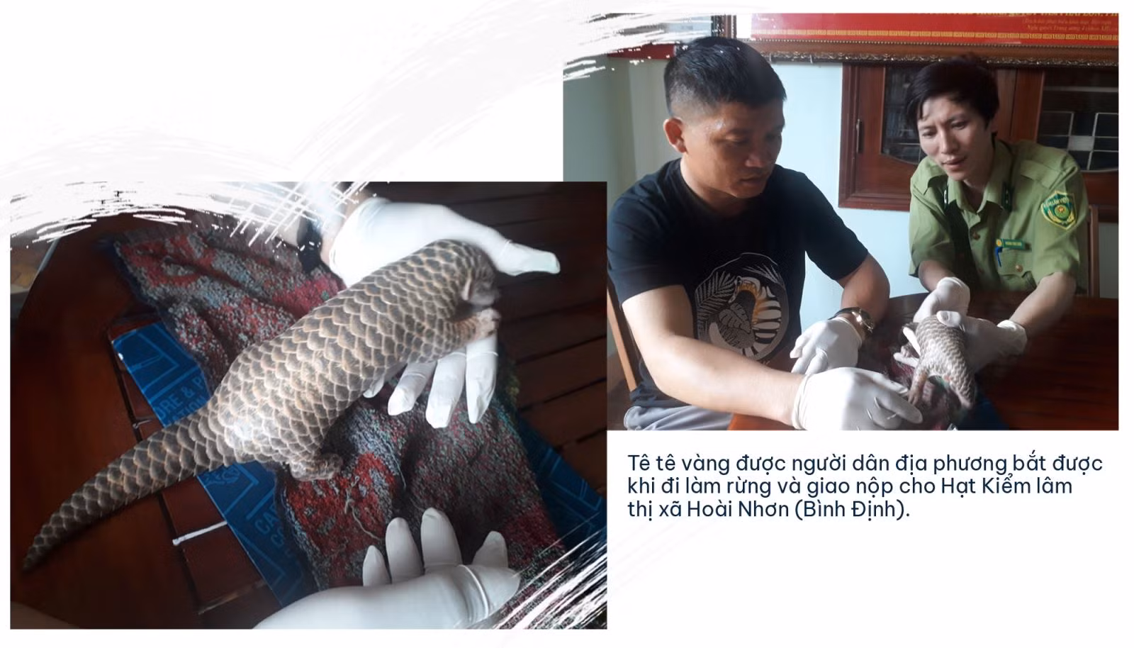 Động vật hoang dã bên bờ vực tuyệt chủng ảnh 10