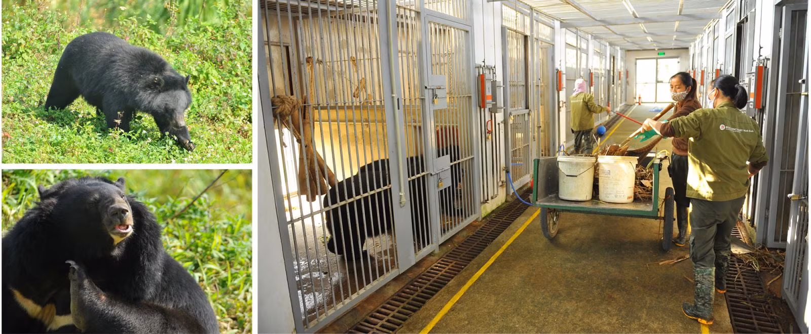 Bảo tồn gấu tại Trung tâm bảo tồn gấu FOUR PAWS Việt.