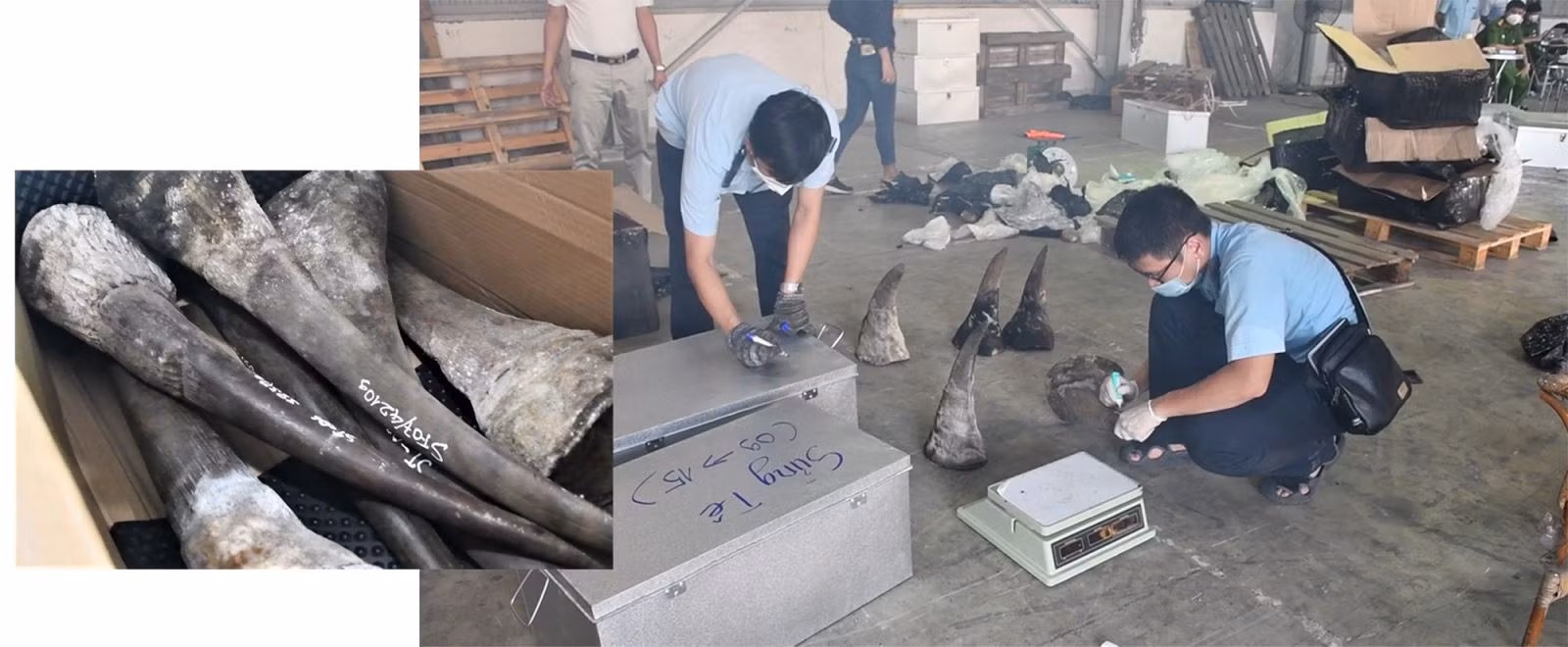 Sừng động vật nghi là sừng tê giác và xương động vật nghi là xương của động vật hoang dã quý hiếm được phát hiện trong lô hàng từ Nam Phi về Cảng Tiên Sa (thành phố Đà Nẵng).