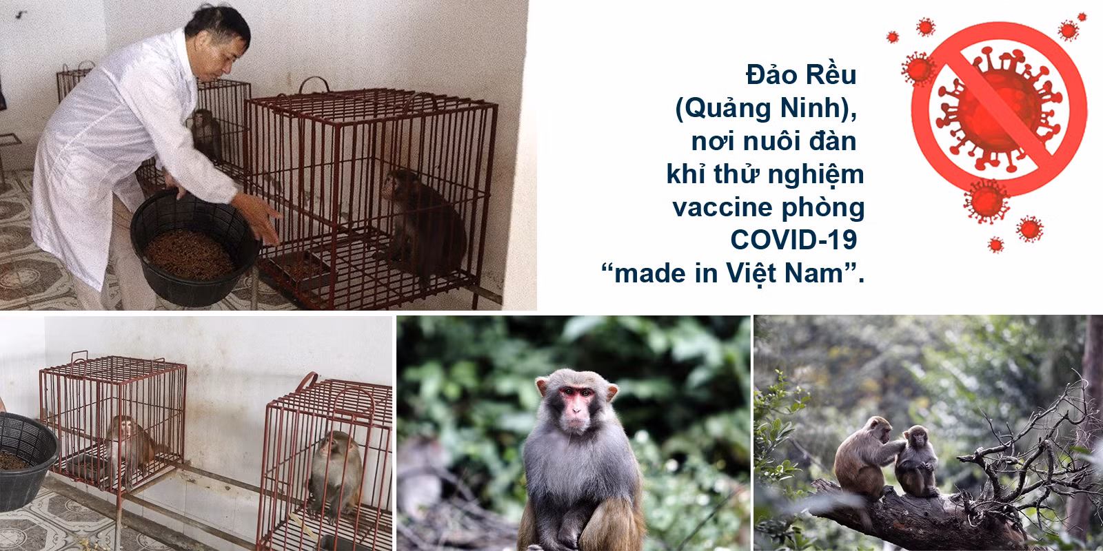 Thần tốc khai sinh vaccine COVID-19 của Việt Nam ảnh 10