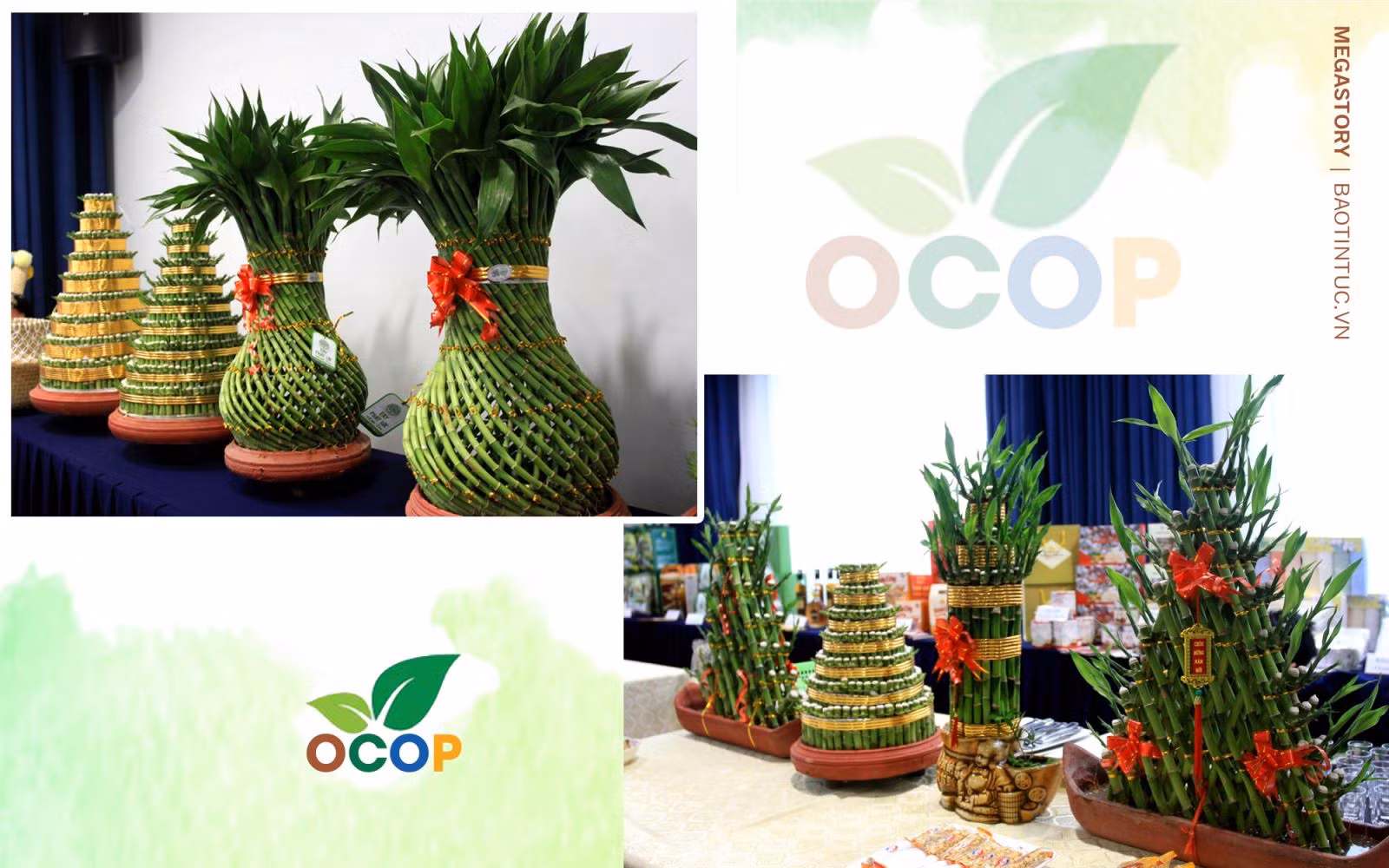 Cây phát lộc Minh Tân của Hợp tác xã Dịch vụ nông nghiệp xã Minh Tân (Đông Hưng, Thái Bình) là sản phẩm OCOP đạt hạng 4 sao.
