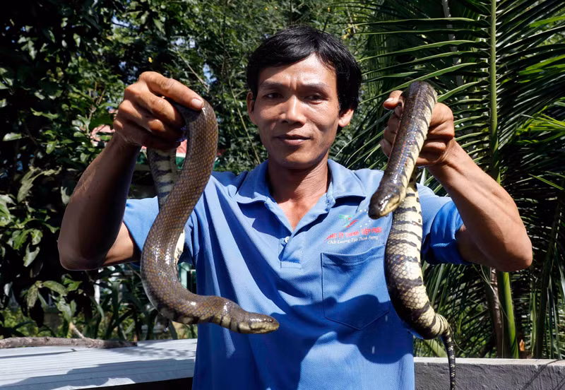Sản phẩm từ rắn mang tính đặc thù cao nên gặp nhiều trở ngại trong việc tham gia OCOP. Trong ảnh (minh họa): Một hộ nuôi rắn ở xã Vĩnh Trạch, huyện Thoại Sơn (An Giang).