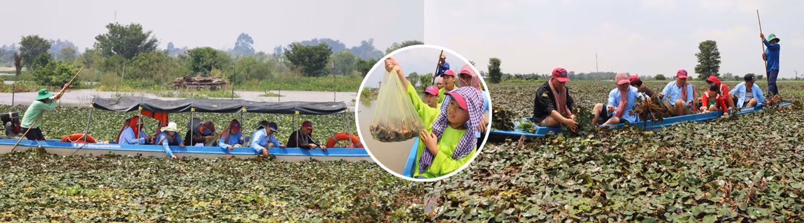 Du khách thích thú tham gia trải nghiệm hoạt động hái ấu của người nông dân ở khu vực lòng hồ Tân Trung, huyện Phú Tân, tỉnh An Giang.