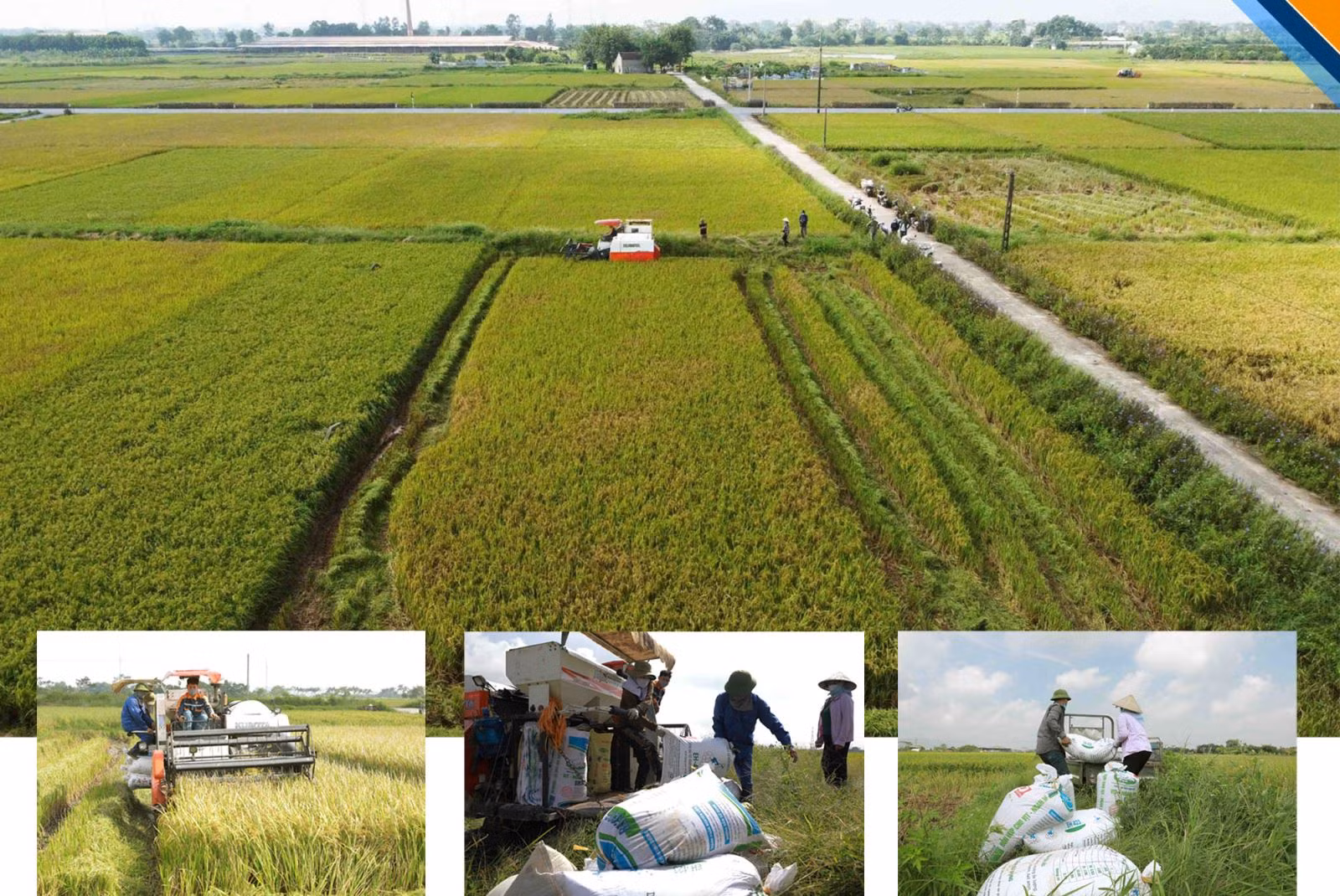 Nông dân xã Nghĩa Hương, huyện Quốc Oai, Hà Nội tập trung thu hoạch lúa vụ Mùa.