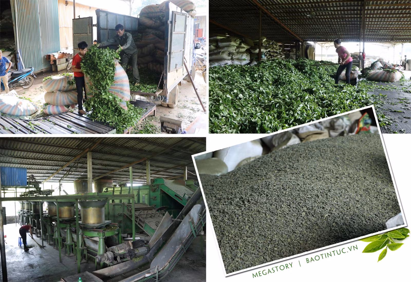 Cây chè giúp người dân Lai Châu xóa đói, giảm nghèo.