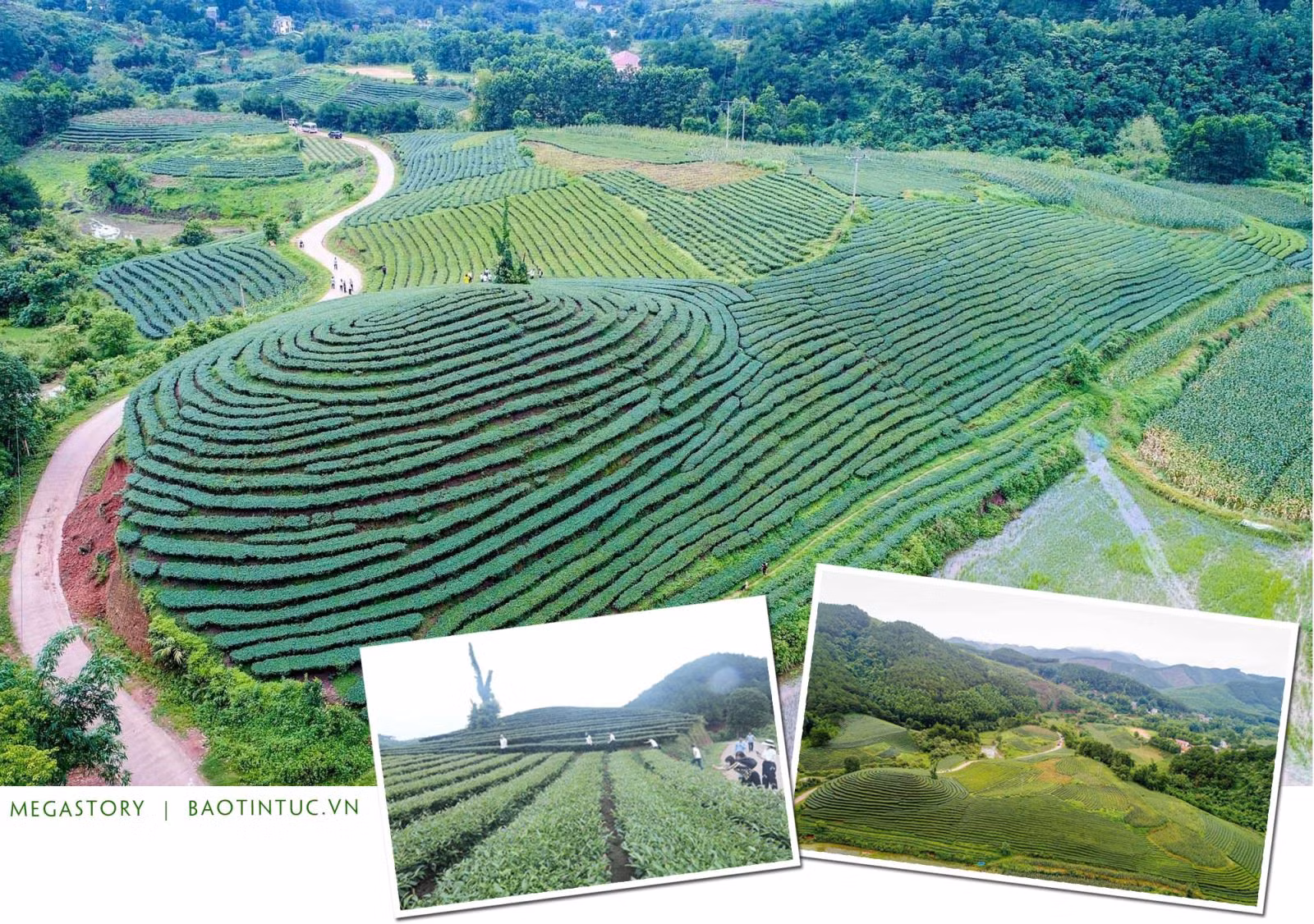 Các đồi chè bát ngát ở huyện Đình Lập (Lạng Sơn).