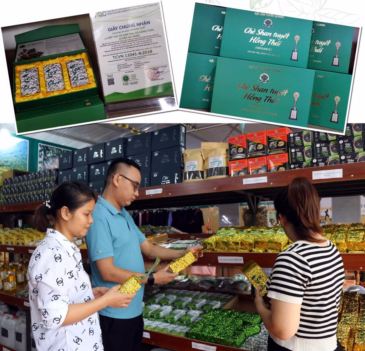 Chè Shan tuyết - sản phẩm OCOP đạt 4 sao của Hợp tác xã Sơn Trà (Na Hang, Tuyên Quang).