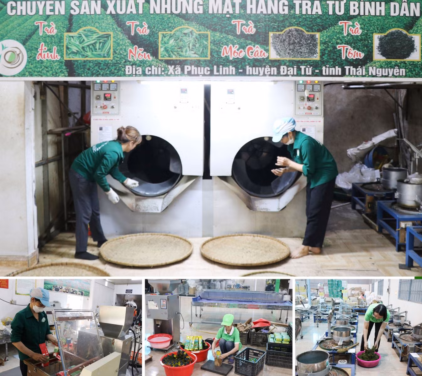 Nâng cao giá trị và sản lượng cây chè tại Thái Nguyên