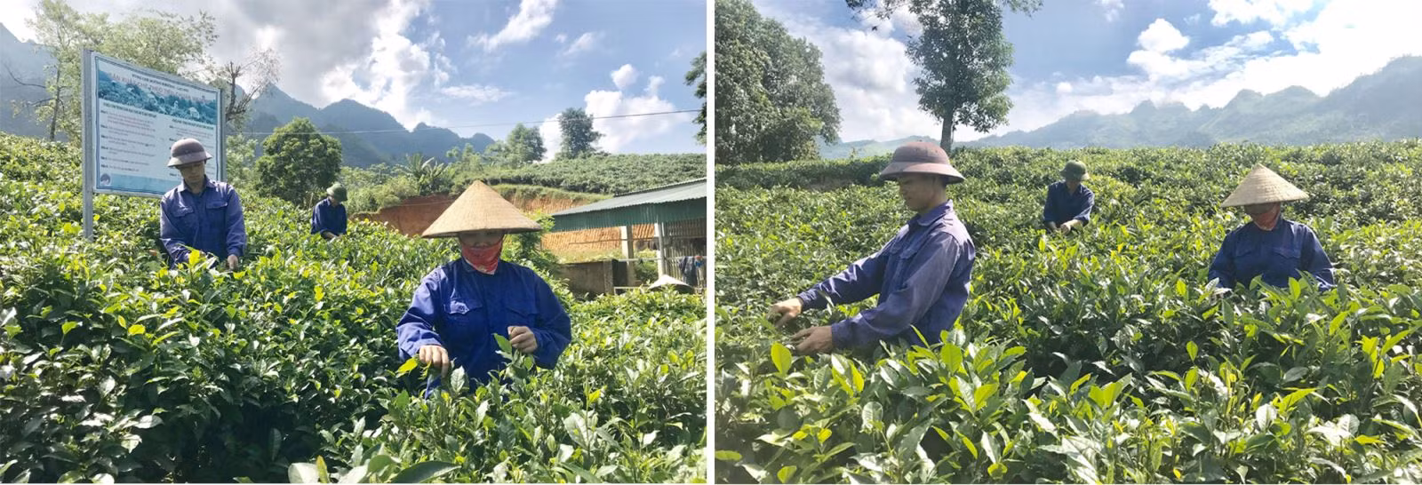 Thu hoạch chè sạch tại đồi chè thuộc huyện Mường Khương, Lào Cai.