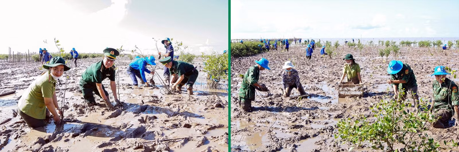 Tích cực trồng rừng chống sạt lở, ngập lụt do triều cường.