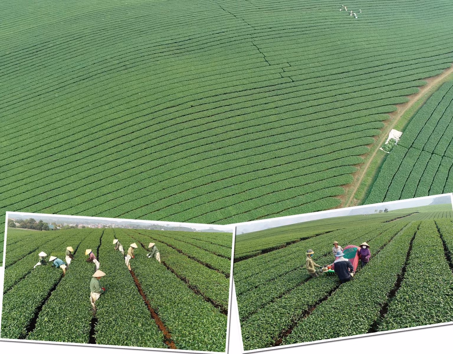 Những đồi chè ở cao nguyên Mộc Châu, tỉnh Sơn La.