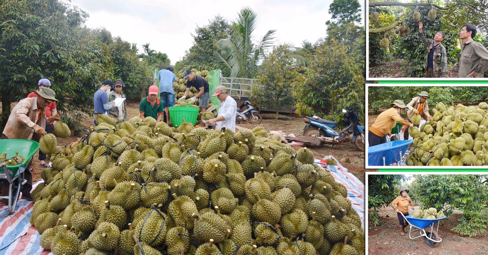 Nông dân Đắk Lắk vào chính vụ thu hoạch sầu riêng.