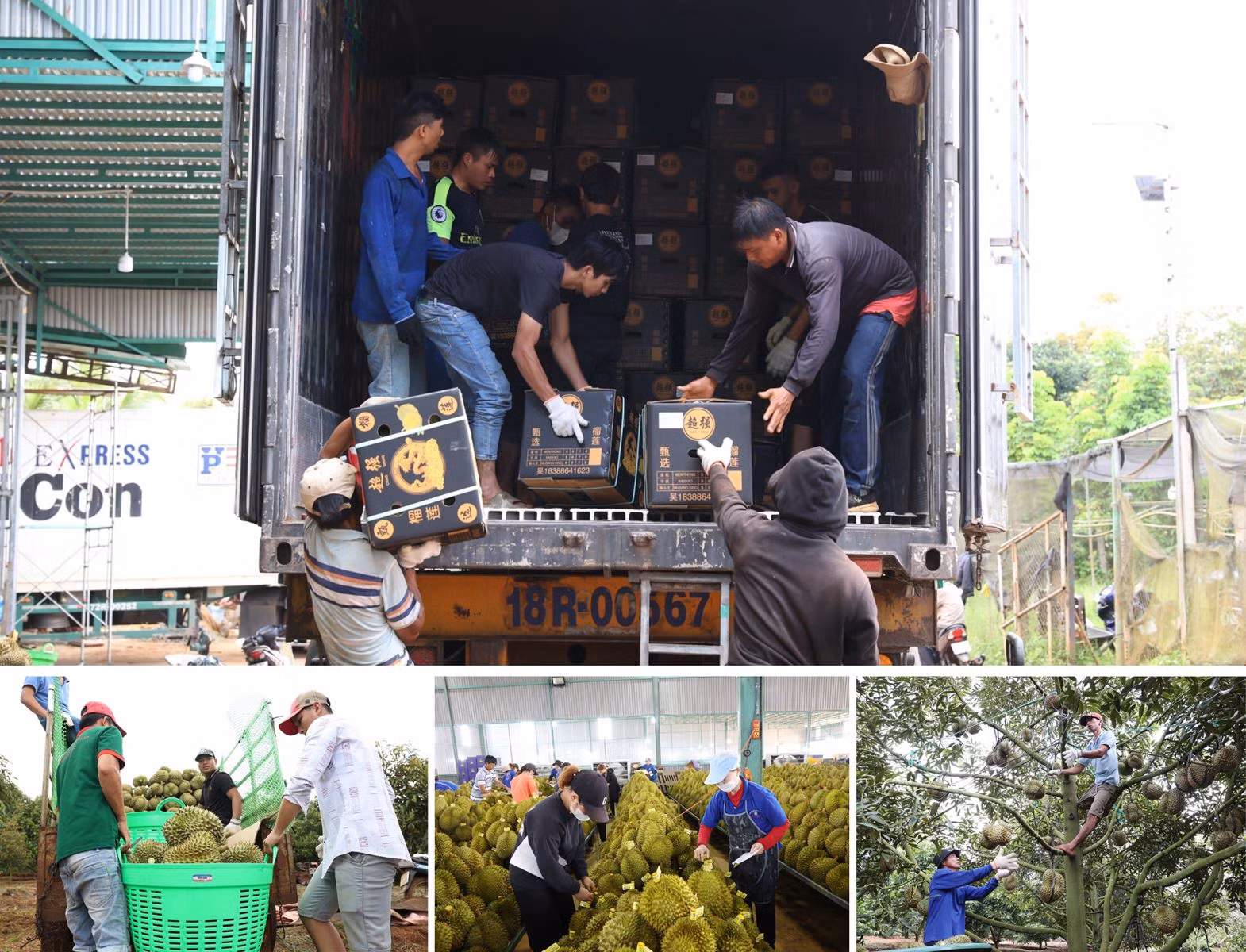 Thu hoạch sầu riêng mang lại thu nhập cho số lượng lớn nhân công, lao động.