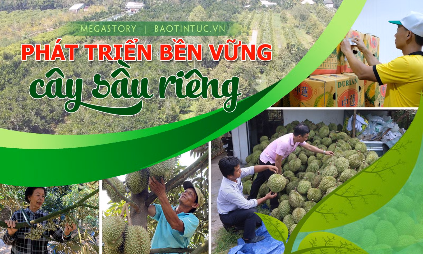 Phát triển bền vững cây sầu riêng