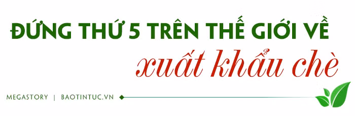 Tăng giá trị chè Việt Nam ảnh 1