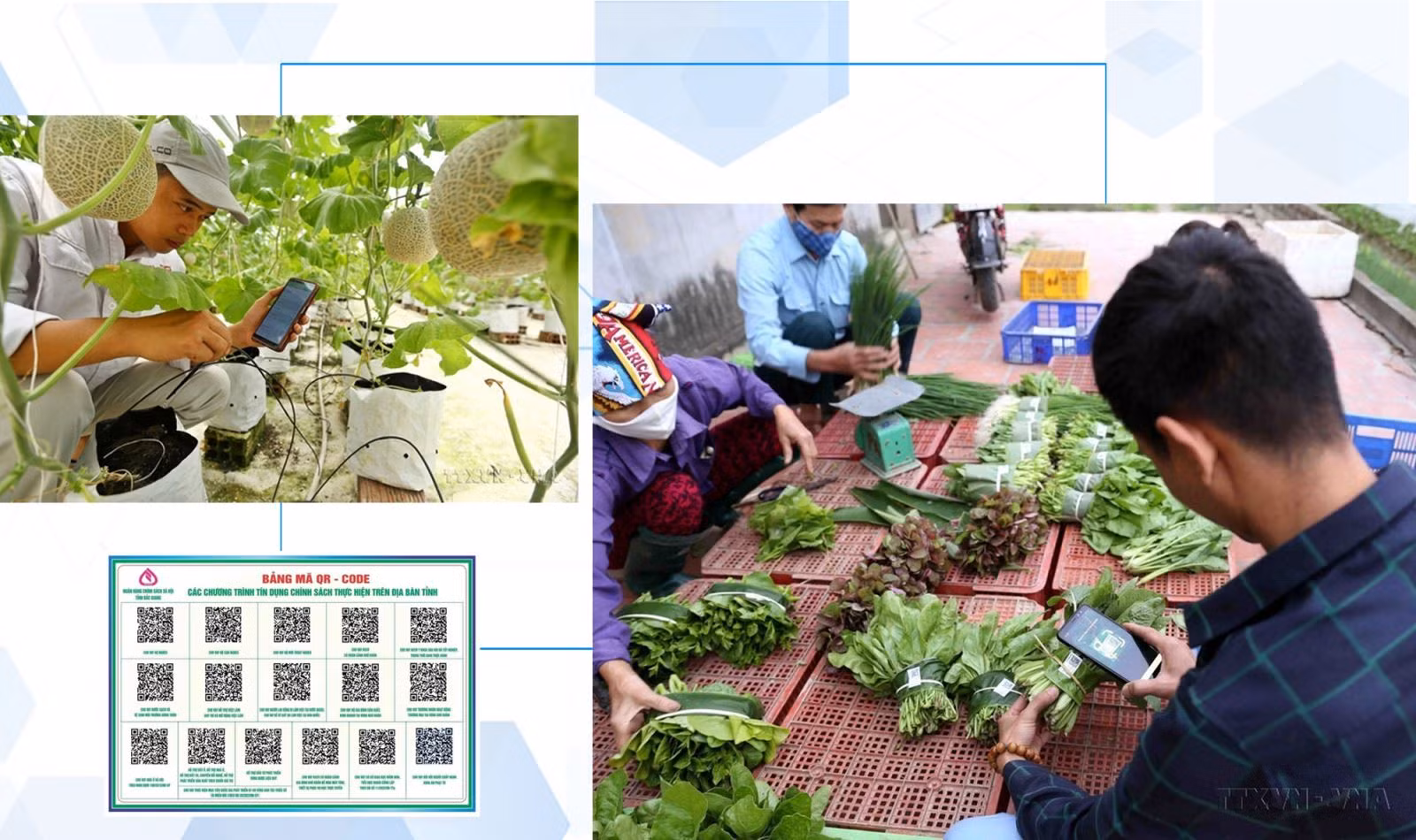 Quét mã QR truy xuất nguồn gốc sản phẩm của HTX hữu cơ cung cấp ra thị trường.