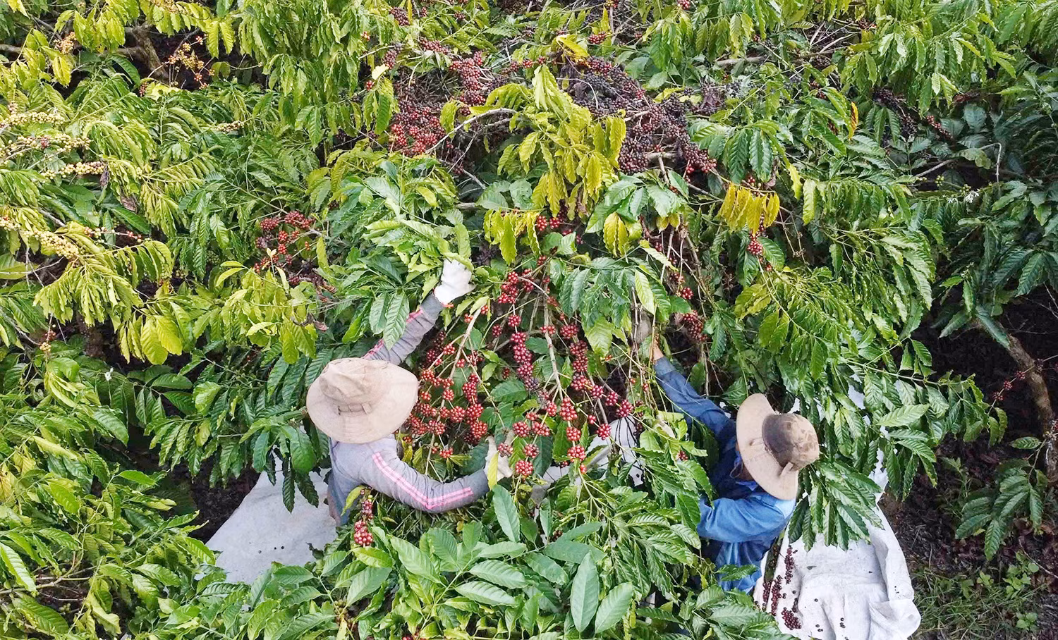 Thu hoạch cà phê tại thôn Dốc Du, xã Nâm Nung, huyện Krông Nô.