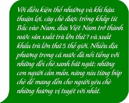 Tăng giá trị chè Việt Nam ảnh 16