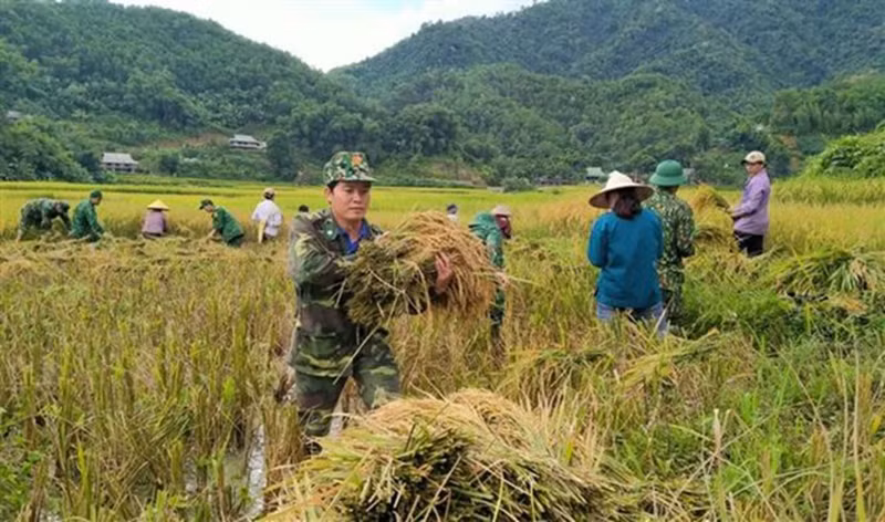 Bộ đội biên phòng giúp nhân dân xã Yên Khương, huyện miền núi Lang Chánh (Thanh Hóa) gặt lúa.