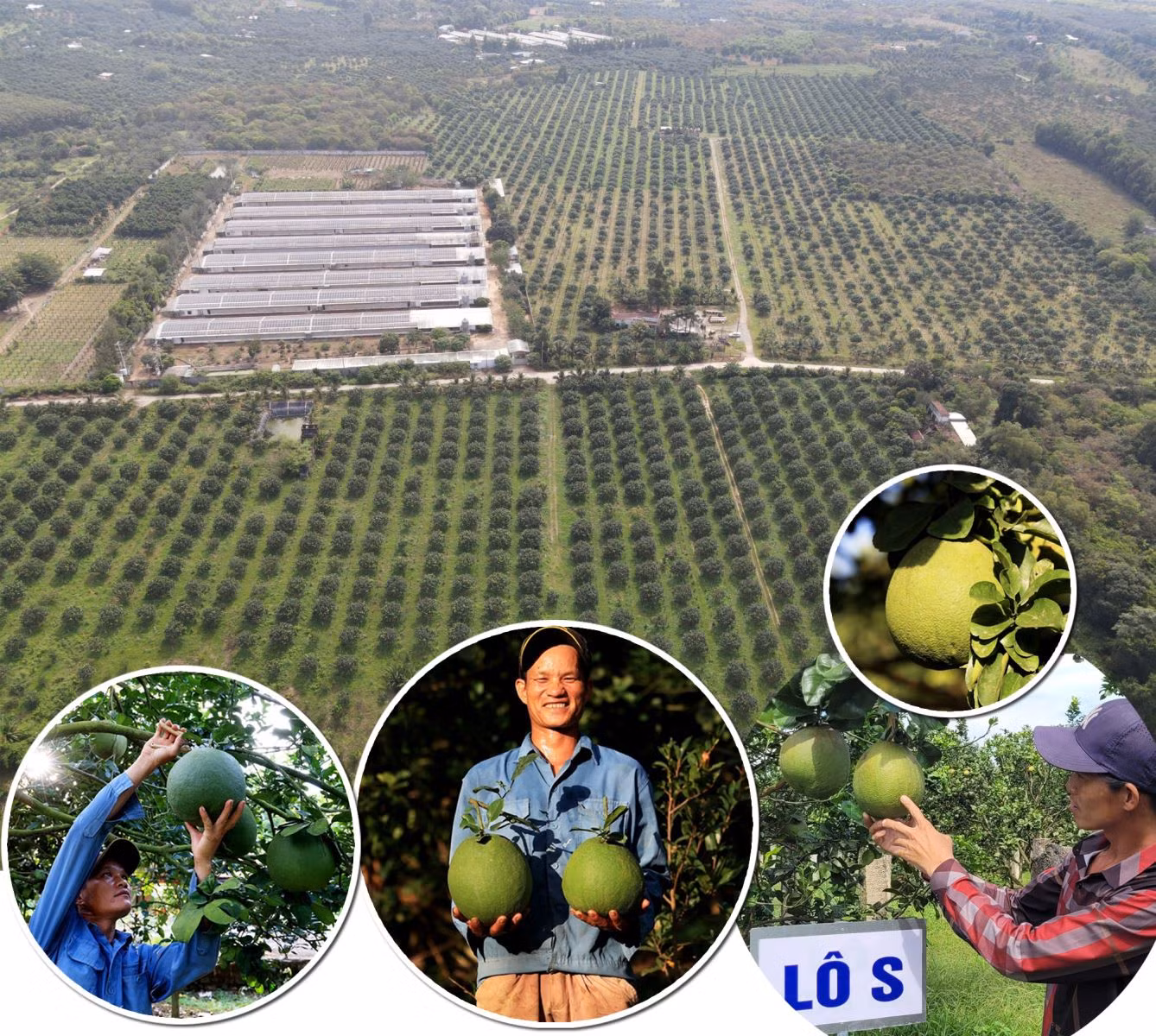 Bưởi da xanh ở Bà Rịa - Vũng Tàu được cấp mã số vùng trồng để xuất khẩu đi Mỹ.