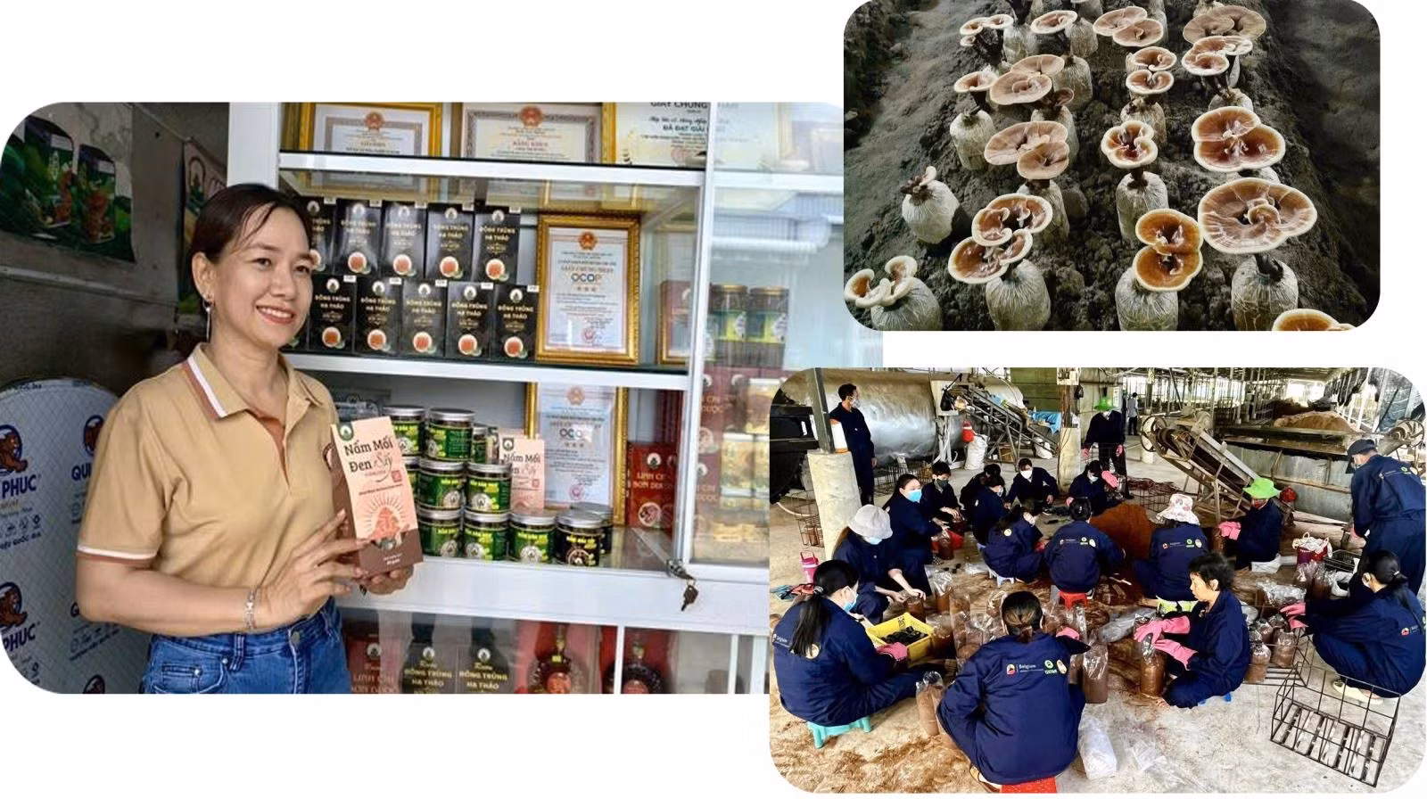 Chị Châu Thị Nương (48 tuổi, xã Cô Tô, tỉnh An Giang) đã xây dựng thành công trang trại trồng nấm dược liệu công nghệ cao tuần hoàn khép kín với quy mô hàng chục hecta mang tên “Nương Farm”. Thành công của chị Nương đã mở ra hướng phát triển nông nghiệp xanh, bền vững giữa lòng Bảy Núi.