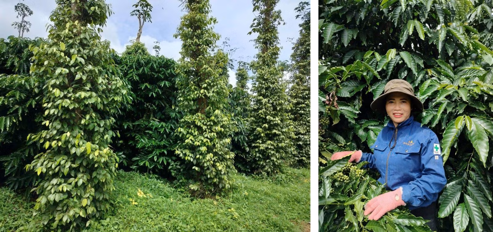 Chị Đào Hương Liễu (xã Nhân Cơ, Lâm Đồng) bên đồi cà phê canh tác theo hướng nông nghiệp tái sinh.
