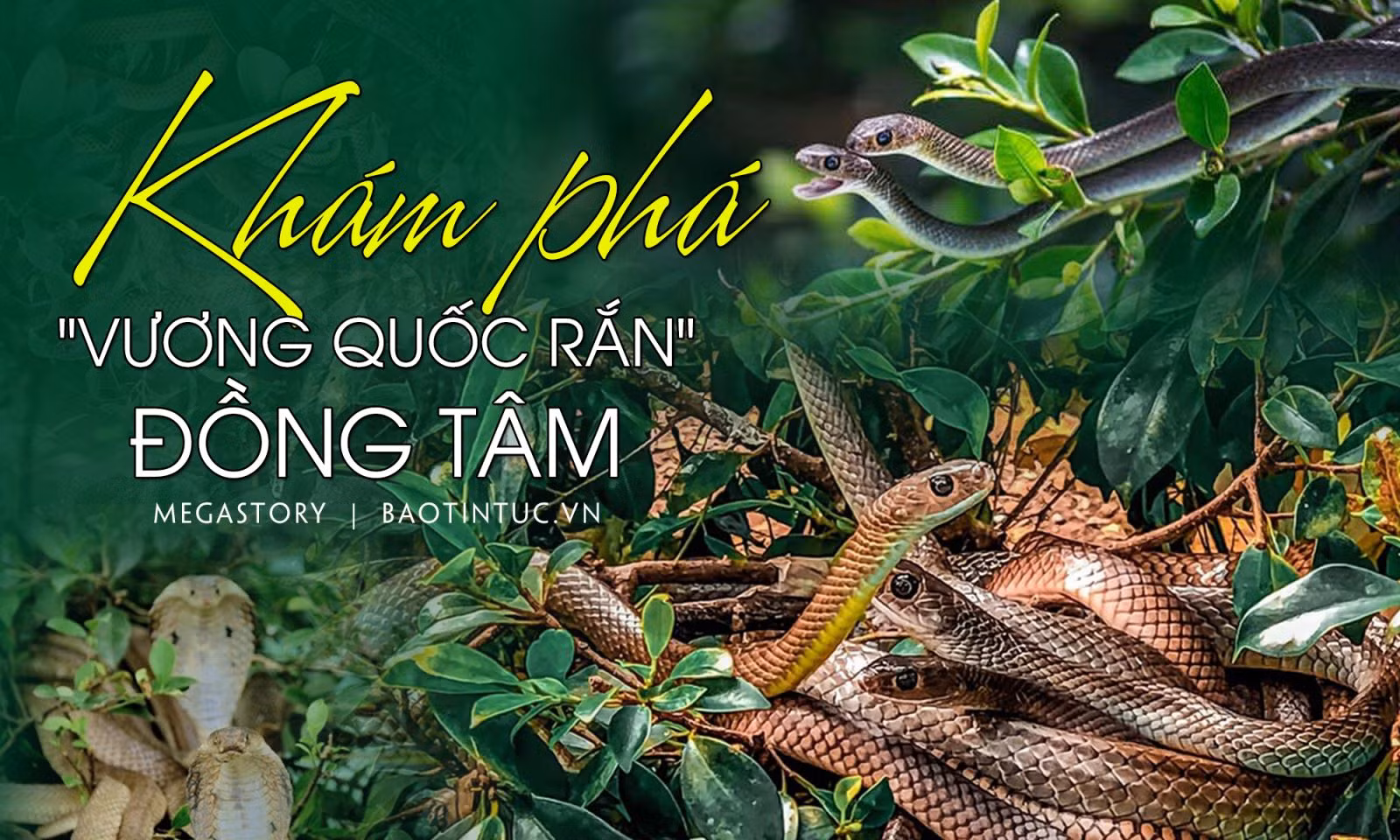 Khám phá 'vương quốc rắn' Đồng Tâm