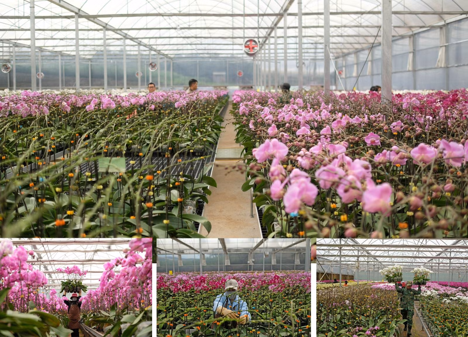 Nhà vườn trồng hoa công nghệ cao tại Lâm Đồng.