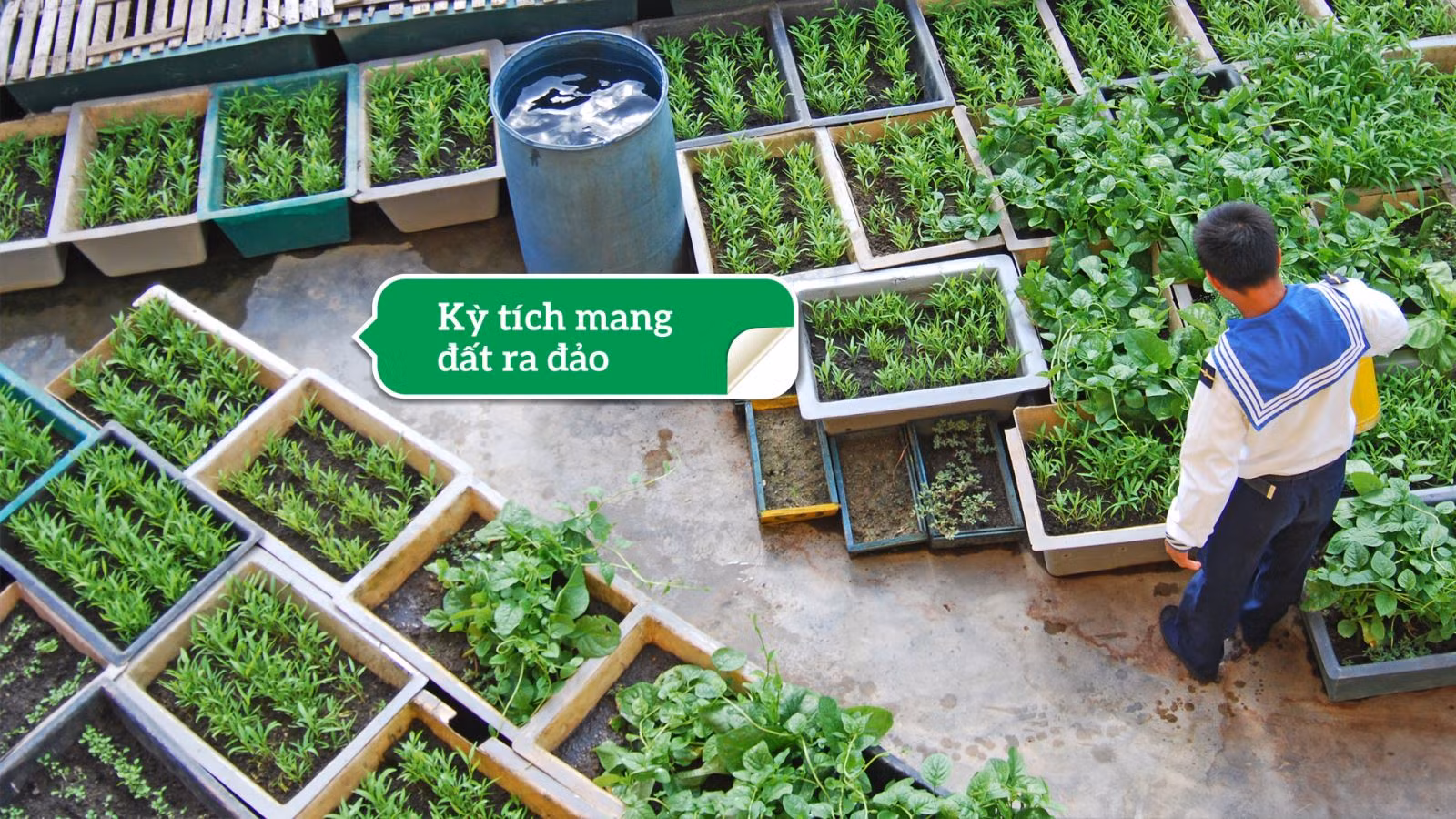 Vườn rau xanh tốt ở Trường Sa. Ảnh: Viết Tôn/Báo Tin tức