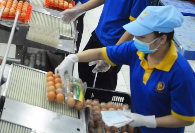 Trứng sau khi xử lý được đóng hộp thành phẩm trước khi đưa ra thị trường.