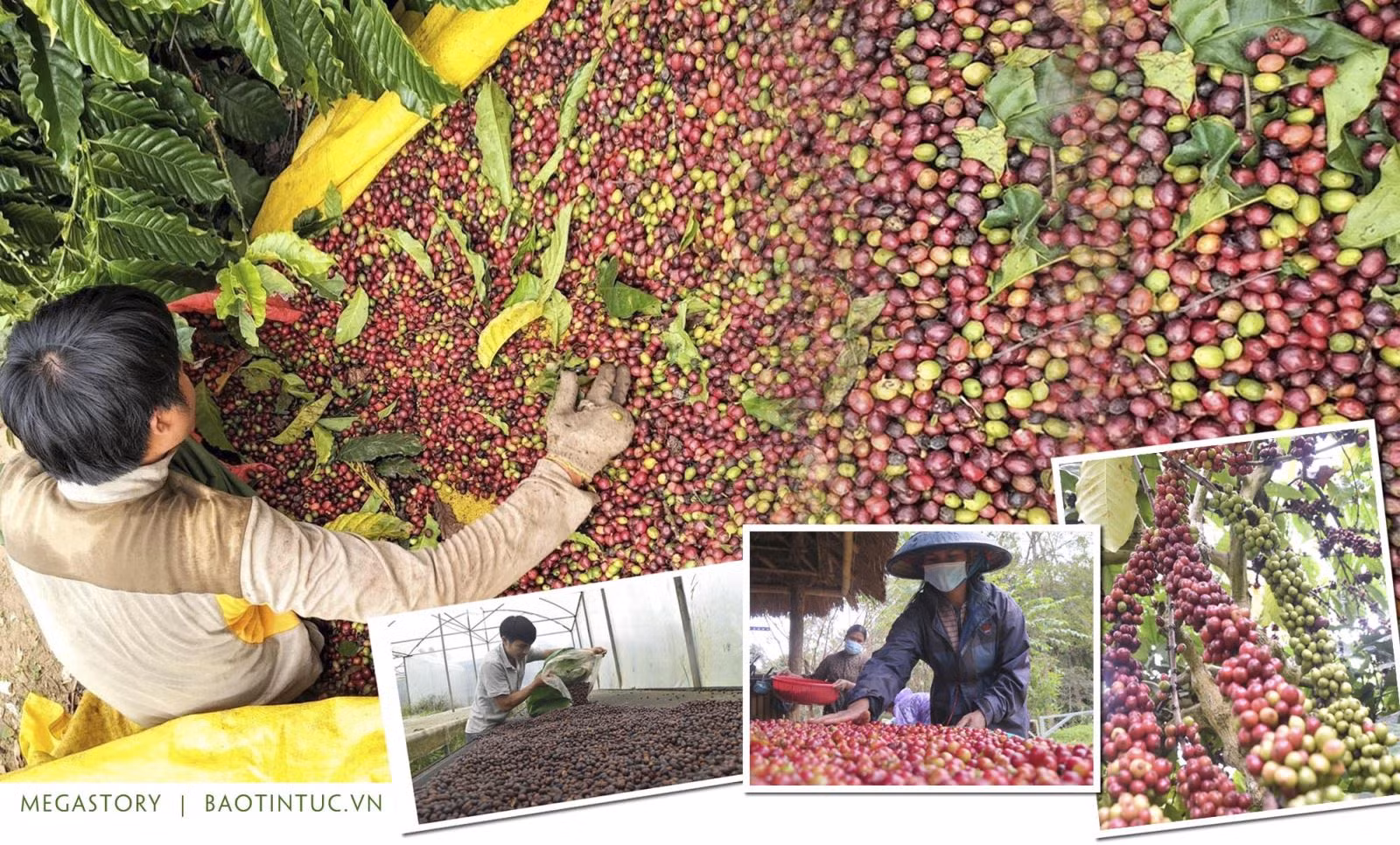 Xuất khẩu cà phê là một trong những thế mạnh của Tây Nguyên.