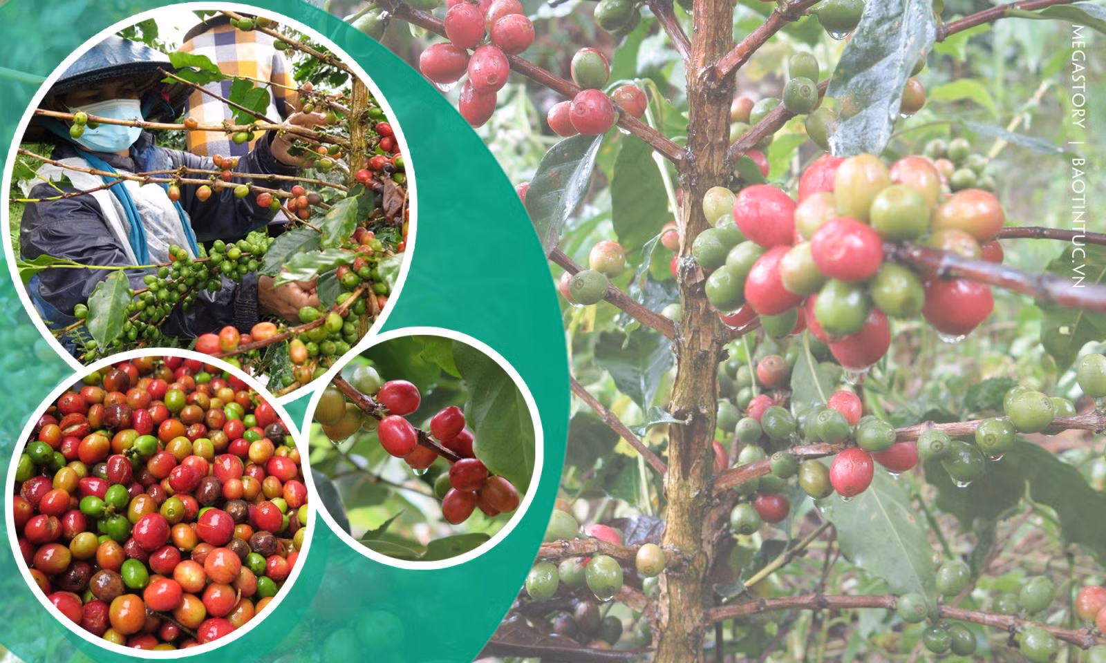Được triển khai trồng tại ba huyện Đăk Glei, Kon Plông và Tu Mơ Rông từ năm 2013 theo Đề án cà phê xứ lạnh (cà phê dòng Arabica), đến nay, toàn tỉnh Kon Tum đã trồng được khoảng 4.500 ha cà phê xứ lạnh.