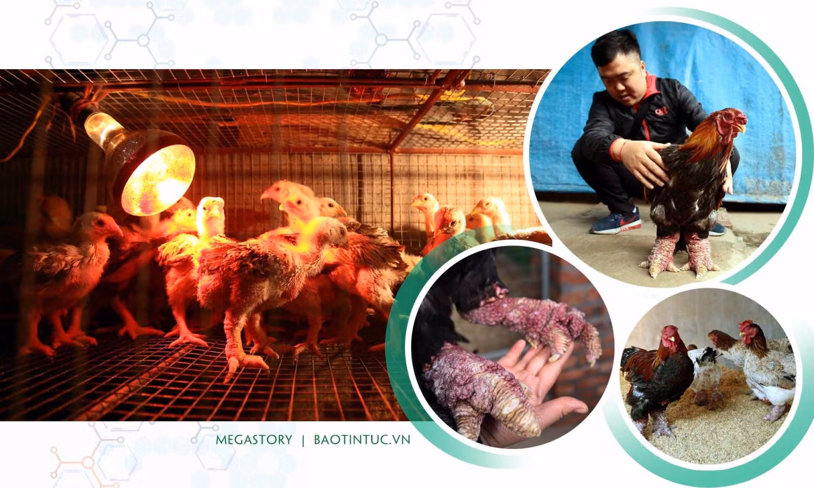 Giống gà Đông Tảo nổi tiếng và có giá trị kinh tế cao ở xã Đông Tảo, huyện Khoái Châu, tỉnh Hưng Yên.