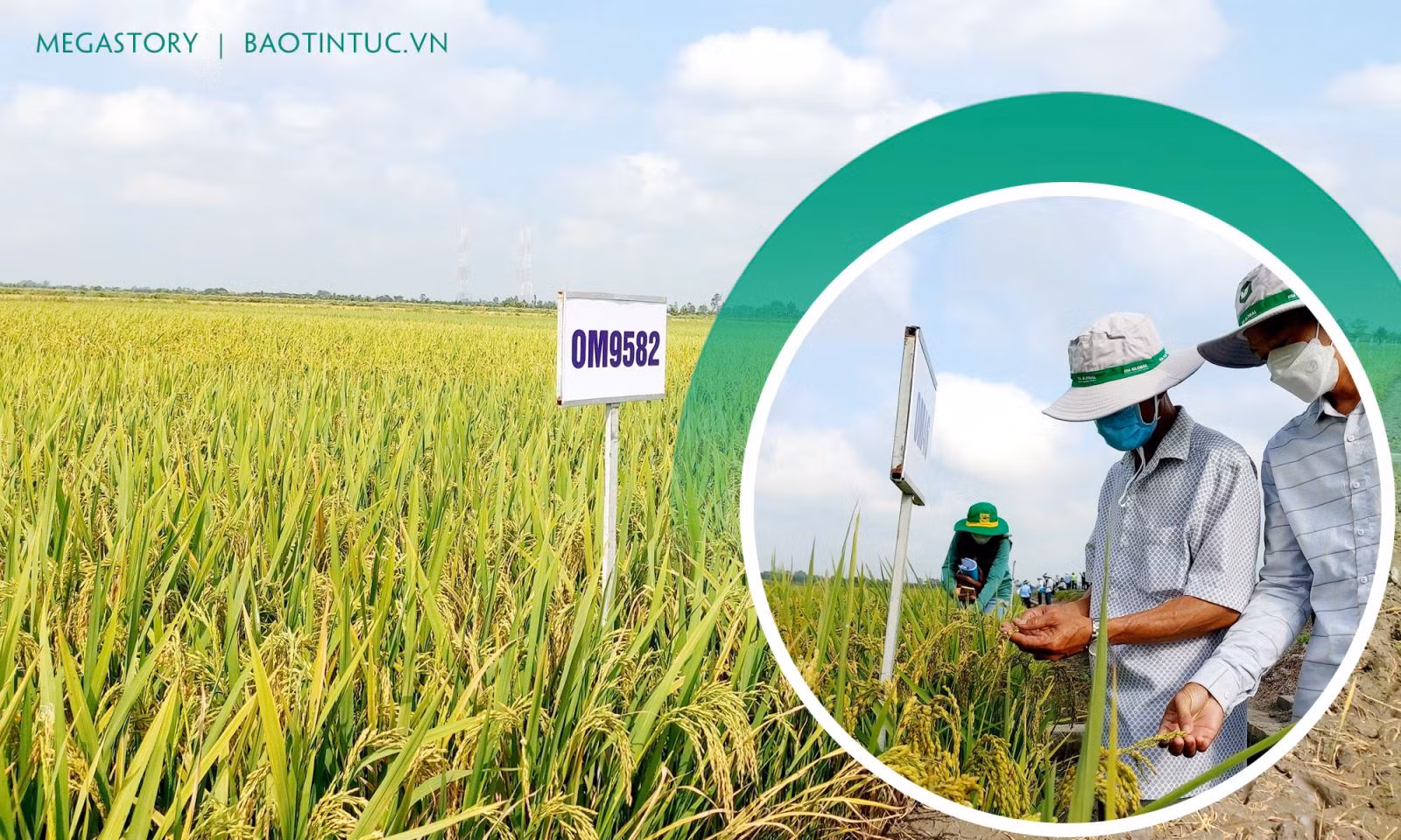 Vụ lúa Đông Xuân 2021 - 2022, Viện Lúa Đồng bằng sông Cửu Long trình diễn 35 giống lúa, trong đó có 9 giống lúa đã được công nhận lưu hành.