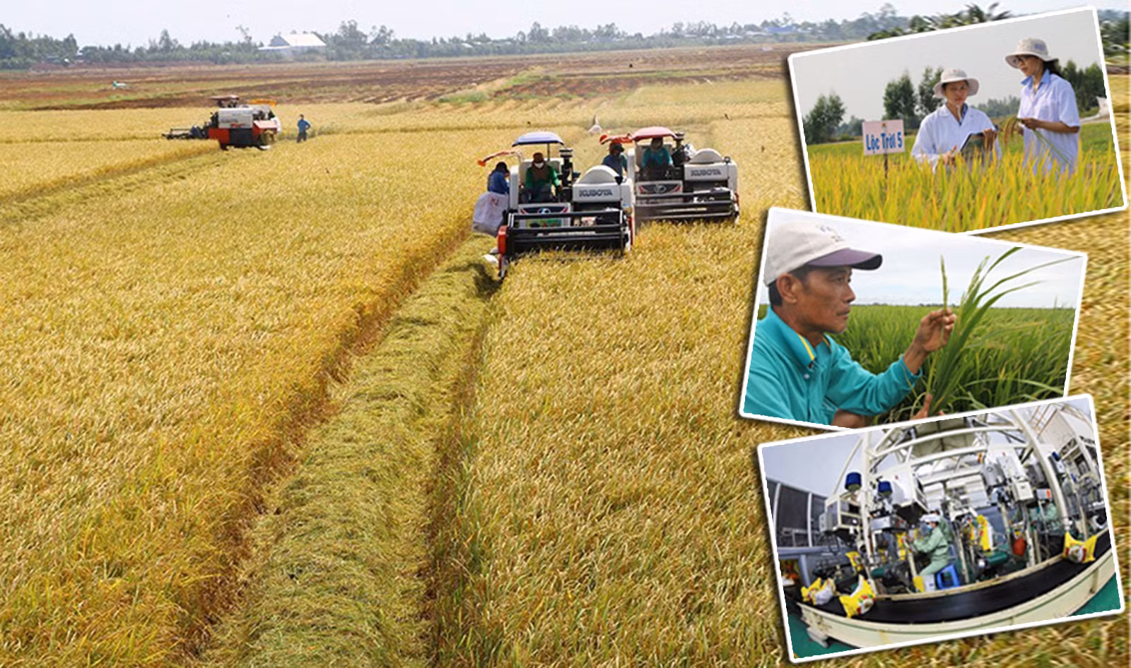 Muốn tận dụng được tốt nhất lợi thế từ các hiệp định thương mại tự do (FTA) đòi hỏi ngành lúa gạo phải không ngừng nâng cao chất lượng sản phẩm để đáp ứng yêu cầu ngày càng khắt khe của các quốc gia nhập khẩu.
