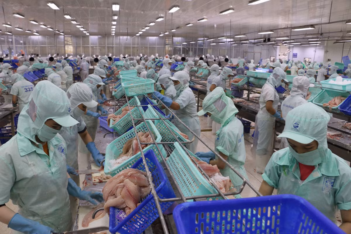 Ngành hàng cá tra ở Đồng bằng sông Cửu Long “hồi sinh” sau đại dịch COVID-19.