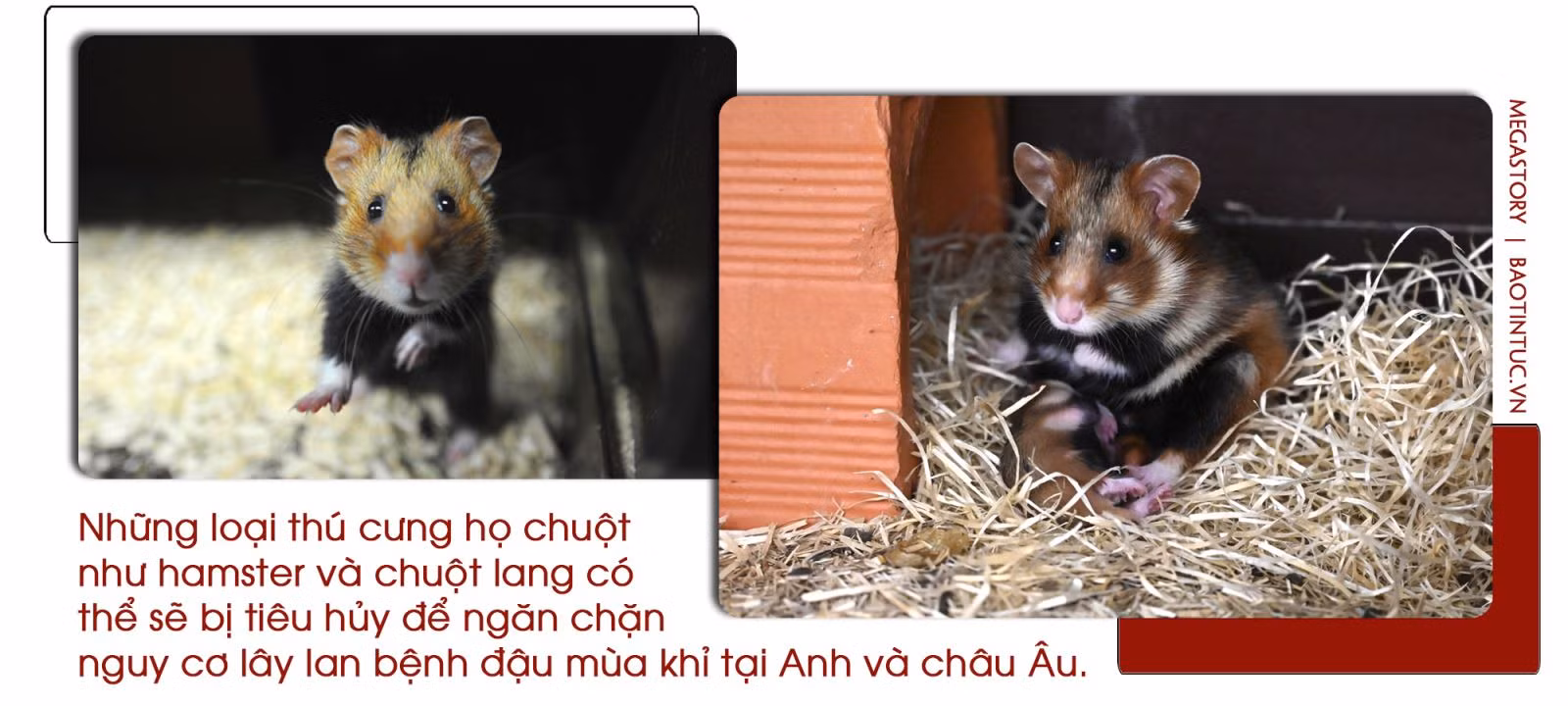 Cảnh giác với bệnh đậu mùa khỉ ảnh 5