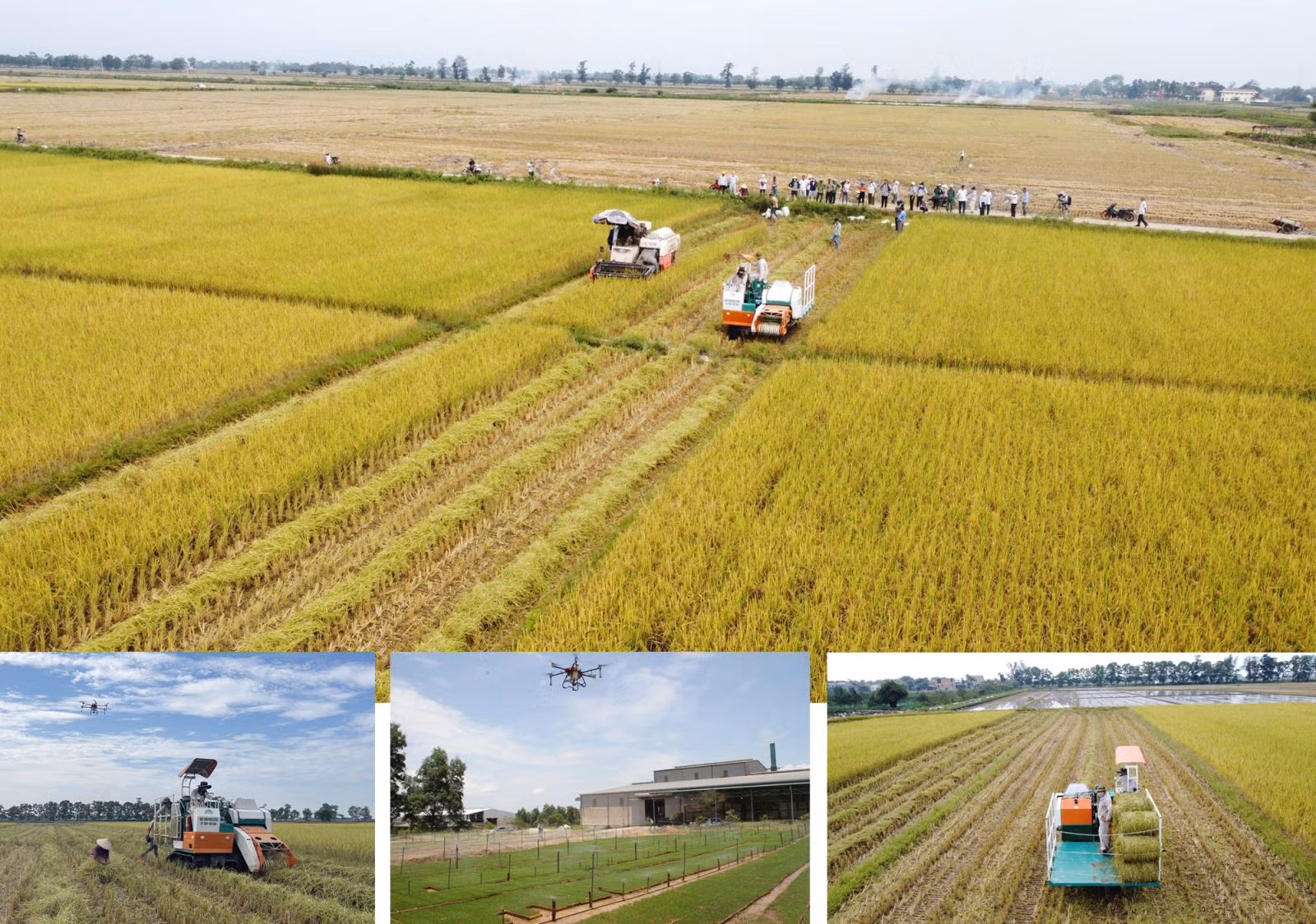 Sản xuất và thu hoạch lúa hữu cơ tại Hợp tác xã Kim Long, xã Hải Quế, huyện Hải Lăng (tỉnh Quảng Trị).