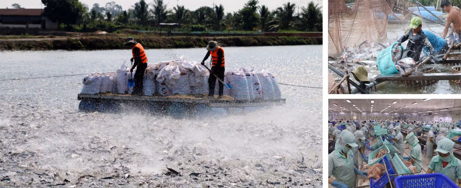 Xuất khẩu thủy sản là một trong những thế mạnh của Đồng bằng sông Cửu Long.