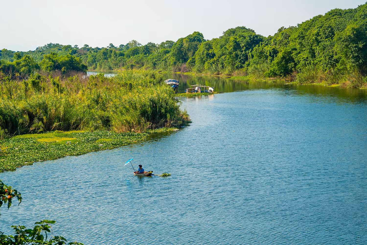 Bãi lau sậy khu vực bãi bồi ven sông Hồng.