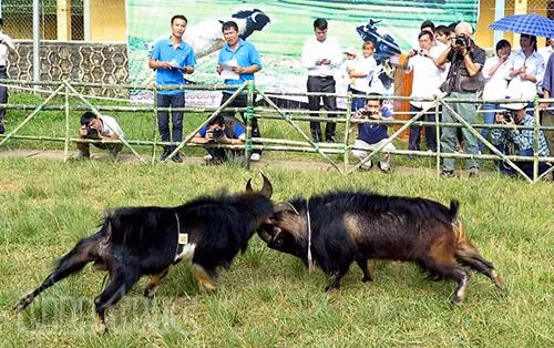 Tưng bừng Hội chọi dê Mù Cang Chải ảnh 3